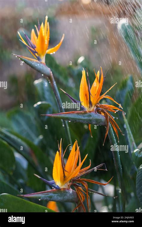 strelitzia watering